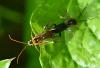 Tenthredopsis nassata